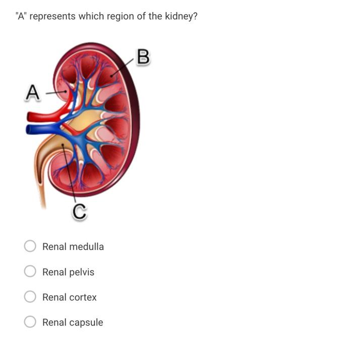 Solved "A" represents which region of the kidney? Renal