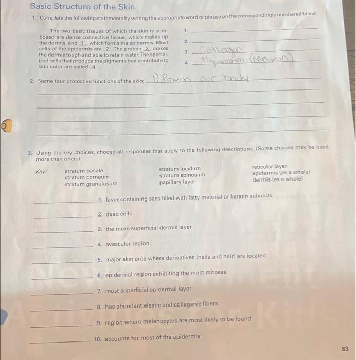 Solved Basic Structure of the Skin 1. Complete the following
