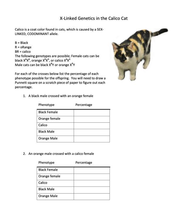 Solved XLinked in the Calico Cat Calico is a coat
