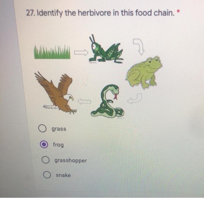 Solved 27. Identify the herbivore in this food chain. * &