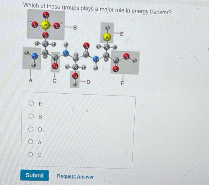 Solved What Does The Term Amino Acid Signify About The | Chegg.com