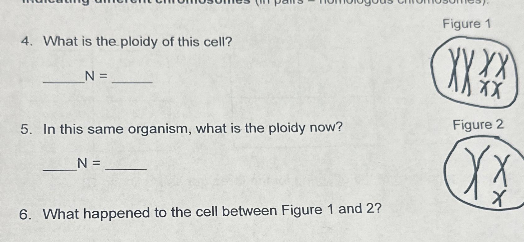 Solved What is the ploidy of this cell?N=In this same | Chegg.com