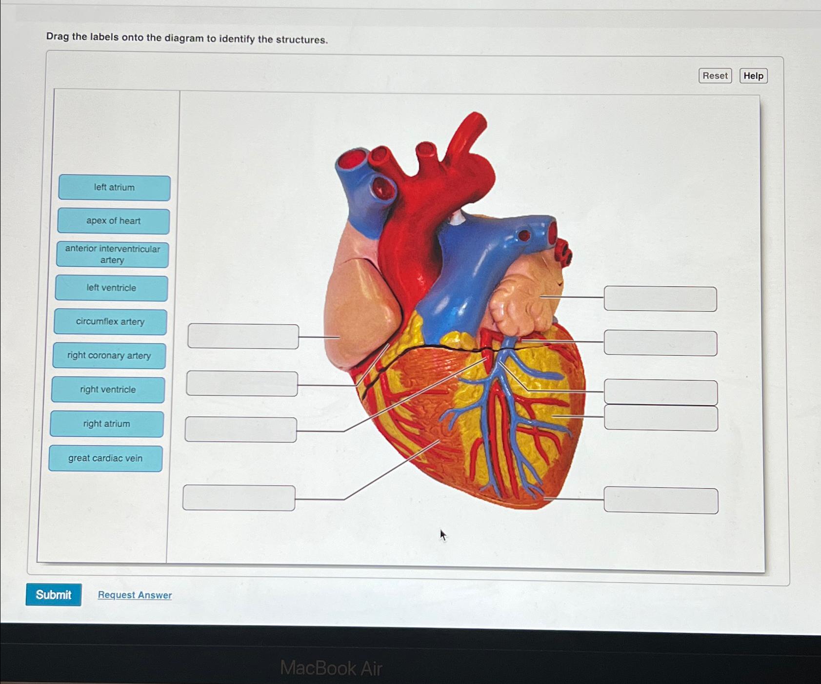 Solved Drag the labels onto the diagram to identify the | Chegg.com