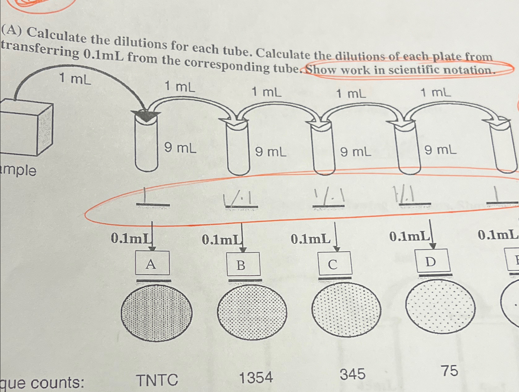 Solved (A) ﻿Calculate the dilutions for each tube. Calculate