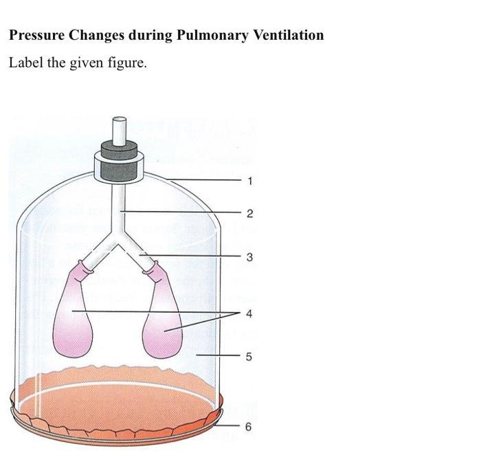 Solved Based on the Pressure Changes during Pulmonary | Chegg.com