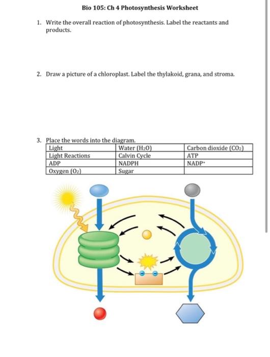 Solved Bio 105: Ch 4 Photosynthesis Worksheet 1. Write the | Chegg.com