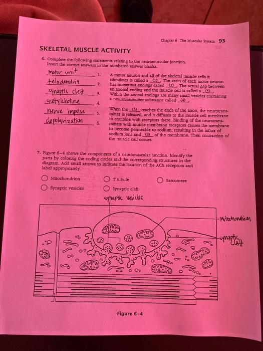 Solved 94 Chapter 6 The Muscular System 8. Number the