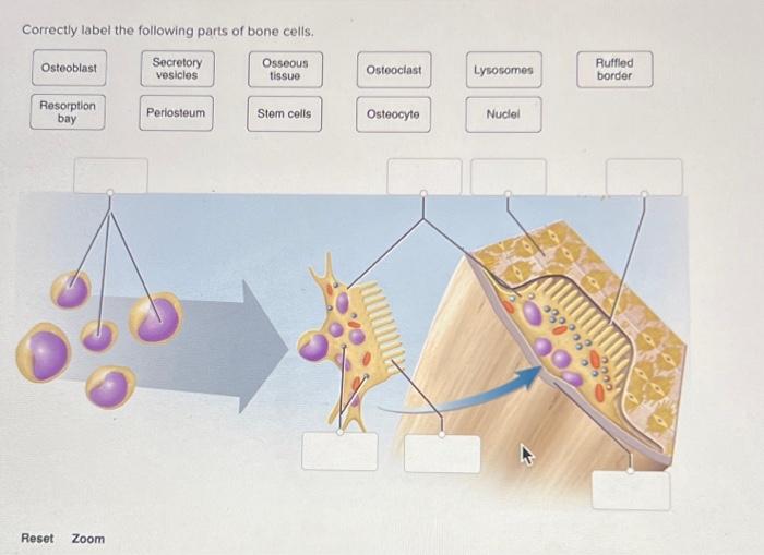 Solved Correctly label the following parts of bone cells.