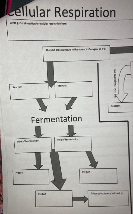 Solved cellular Respiration Fermentation Léllular | Chegg.com