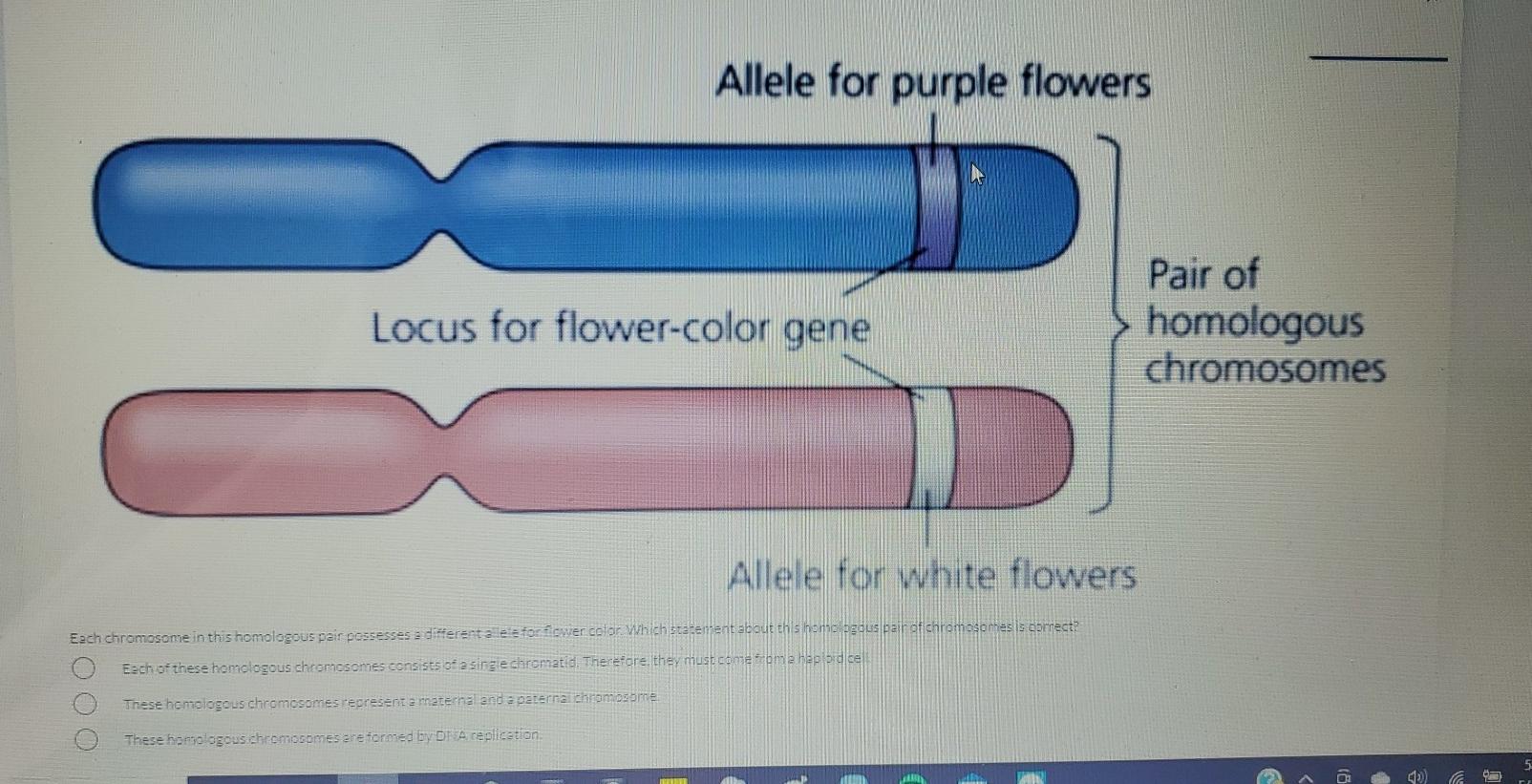Solved Allele for purple flowers Locus for flowercolor gene