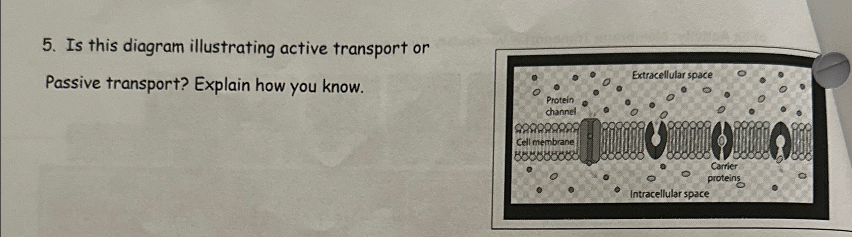 Solved Is this diagram illustrating active transport or | Chegg.com