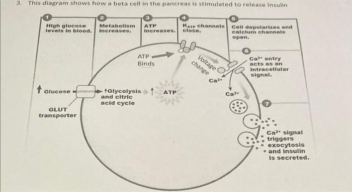 Solved 3. This diagram shows how a beta cell in the pancreas | Chegg.com