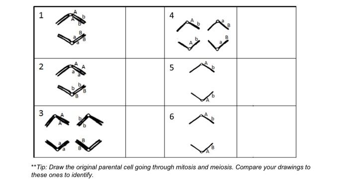 Solved 2. The following diagrams show homologous chromosomes | Chegg.com