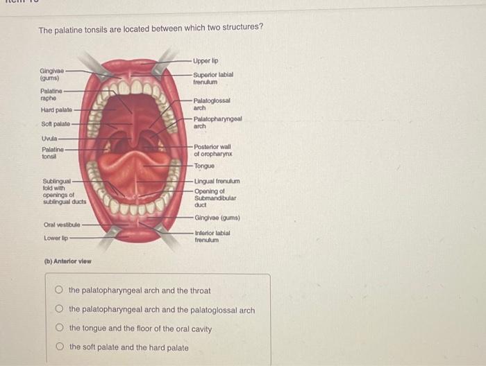 Solved The palatine tonsils are located between which