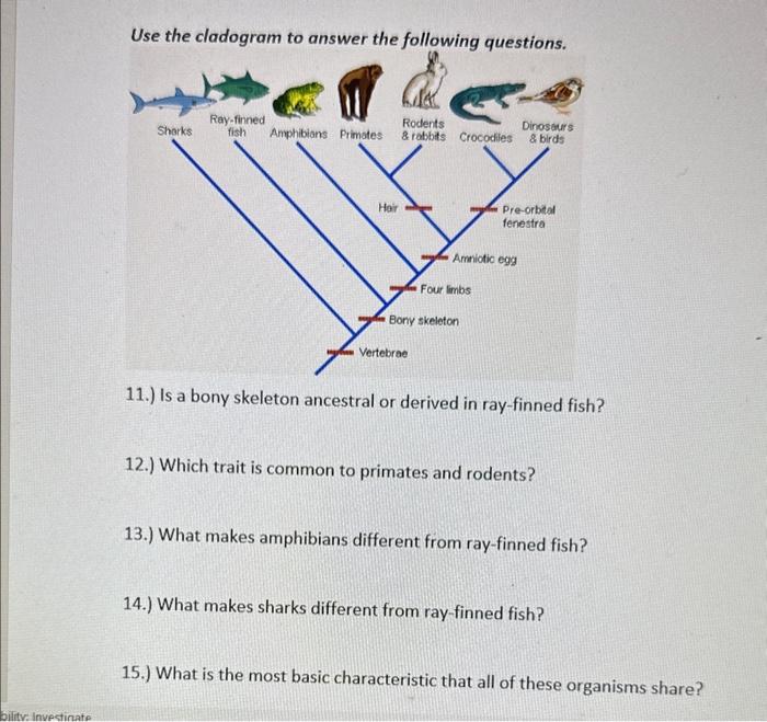 Solved Use the cladogram to answer the following questions. | Chegg.com