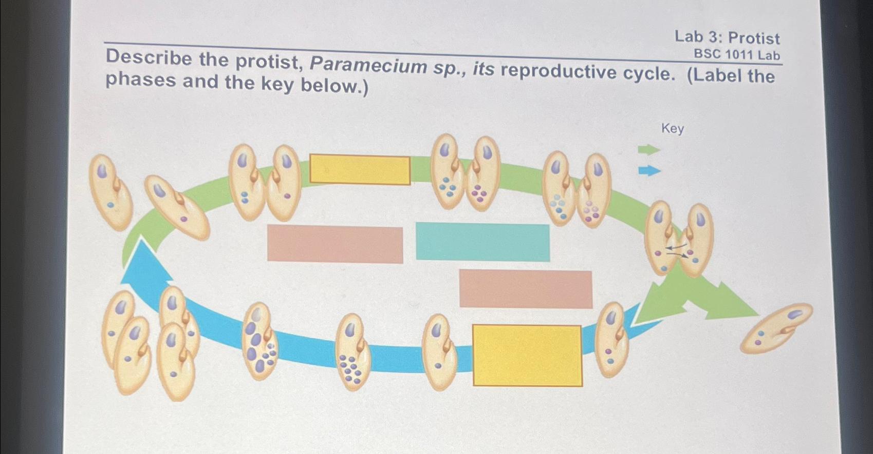 Solved Lab 3 Protist BSC 1011LabDescribe the protist,