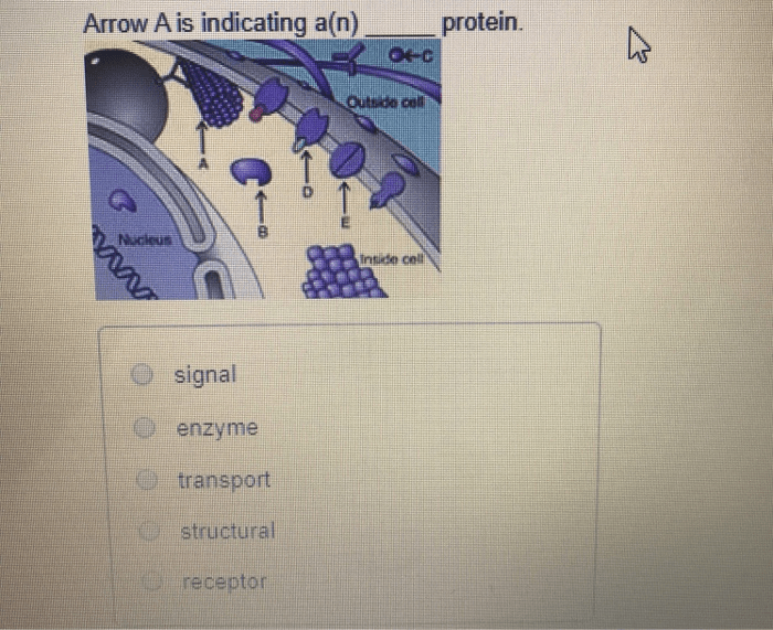 Solved Arrow A is indicating a(n) protein. In colli VAV O