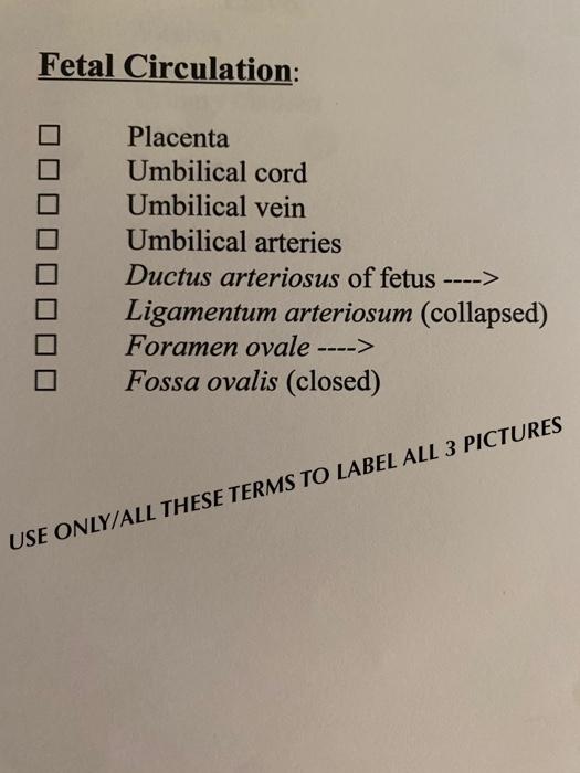 Question Fetal Circulation Placenta Umbilical Cord Umbilical Vein