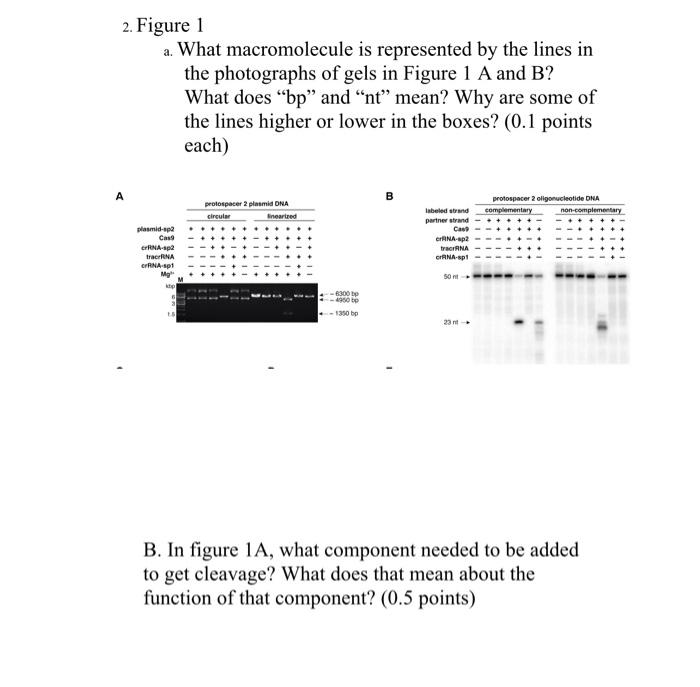 Solved 2. Figure 1 a. What macromolecule is represented by | Chegg.com