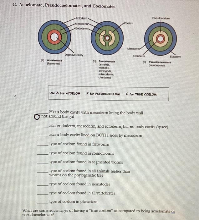 Solved C. Acoelomate, Pseudocoelomates, and Coelomates