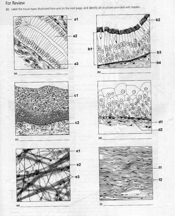 Solved For Review 22. label the tissue types illustrated