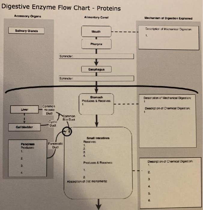 Solved Digestive Enzyme Flow Chart Proteins Accessory
