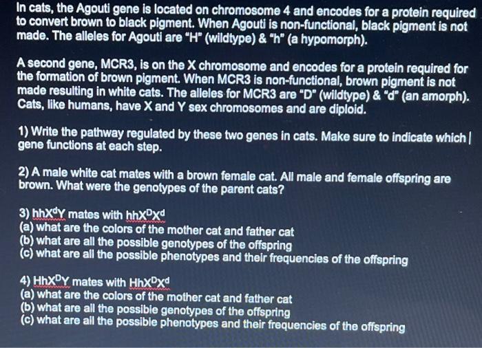 Solved In cats, the Agouti gene is located on chromosome 4