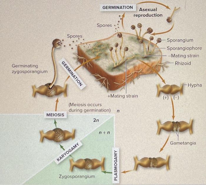 Solved GERMINATION Asexual reproduction Spores Spores