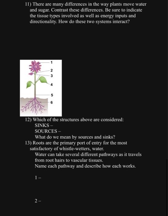 Solved 11) There are many differences in the way plants move