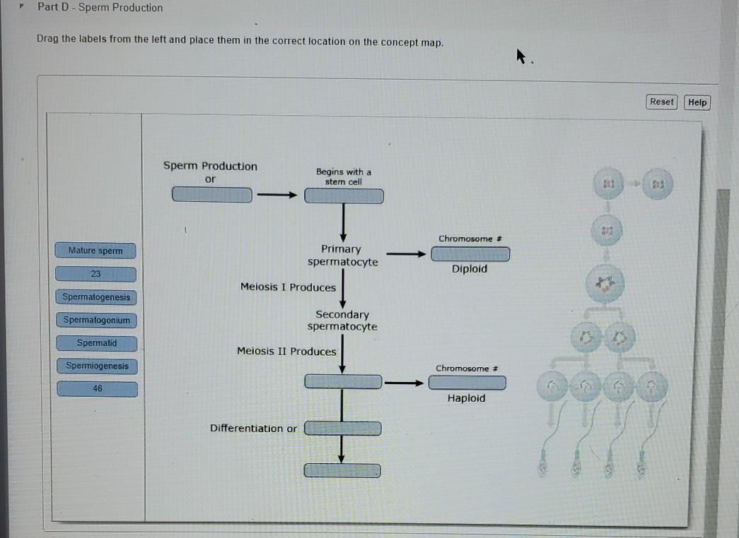 Solved Part DSperm Production Drag the labels from the left