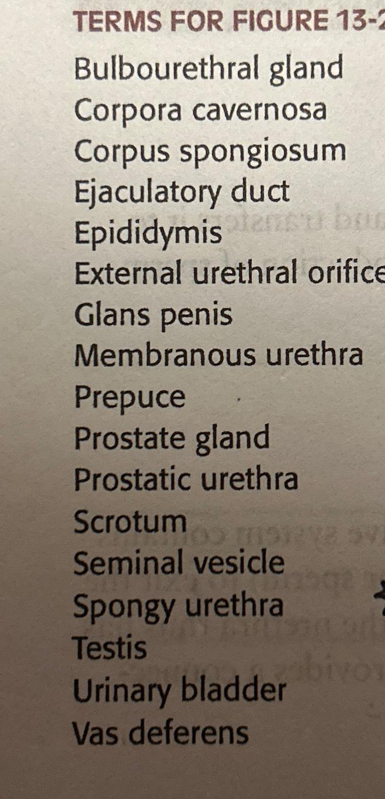 TERMS FOR FIGURE 13?Bulbourethral glandCorpora