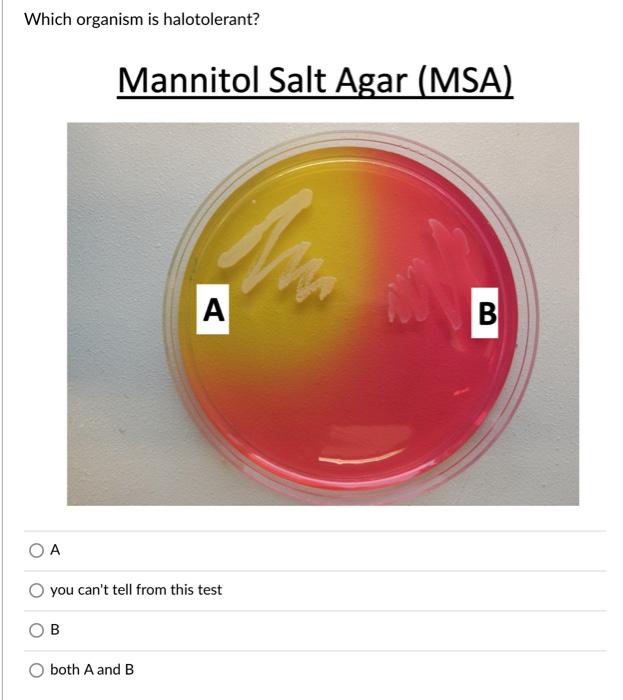 Solved Which organism is halotolerant? Mannitol Salt Agar