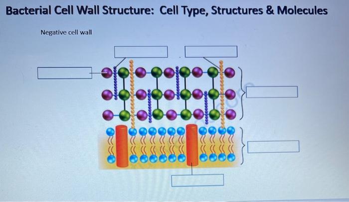 Bacterial Cell Wall Structure: Cell Type, Structures | Chegg.com