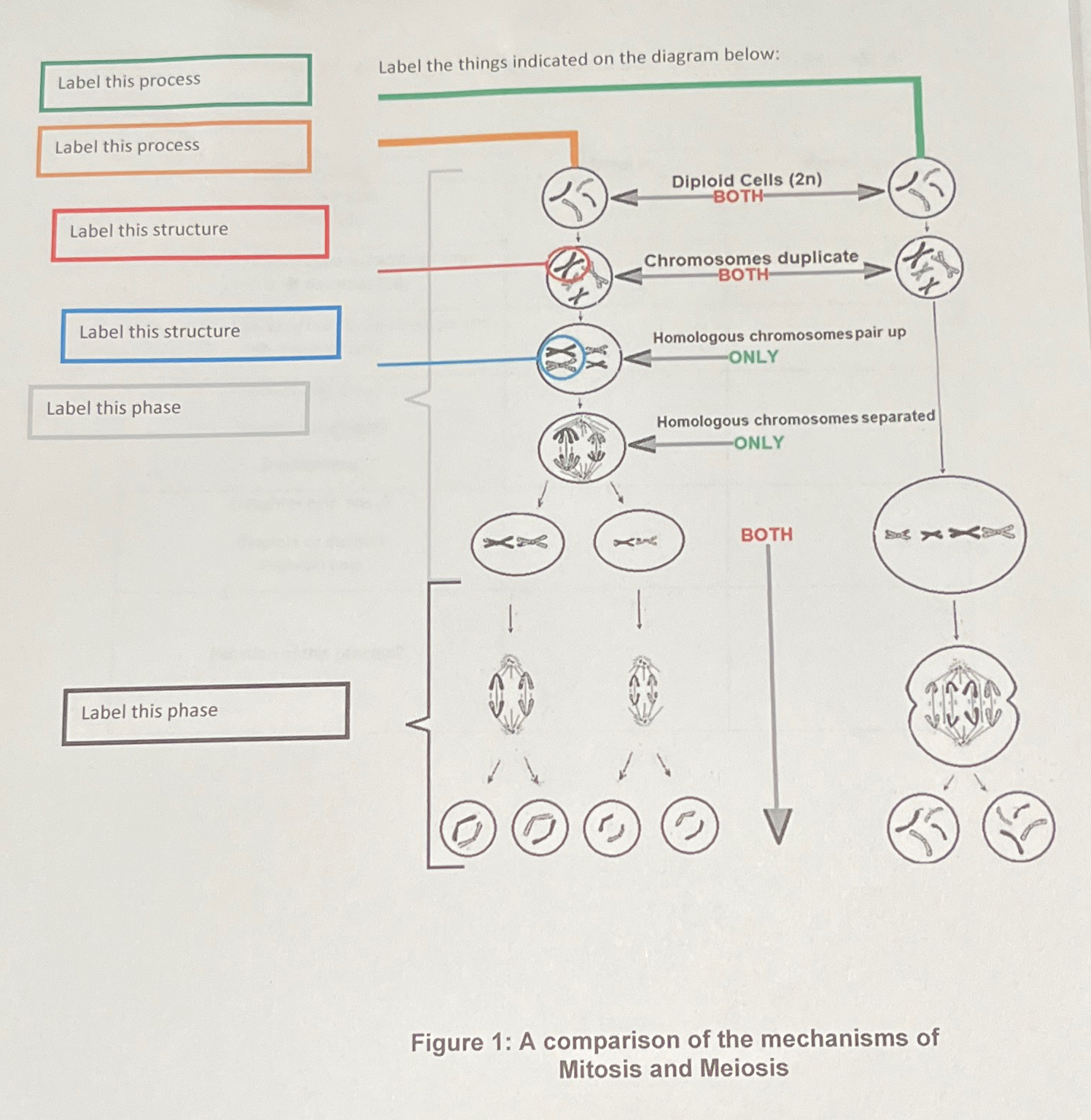 Solved Label the things indicated on the diagram | Chegg.com
