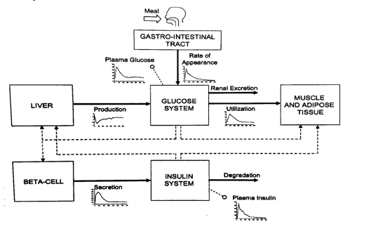 Solved 1. ﻿The diagram for glucose and insulin dynamics in | Chegg.com