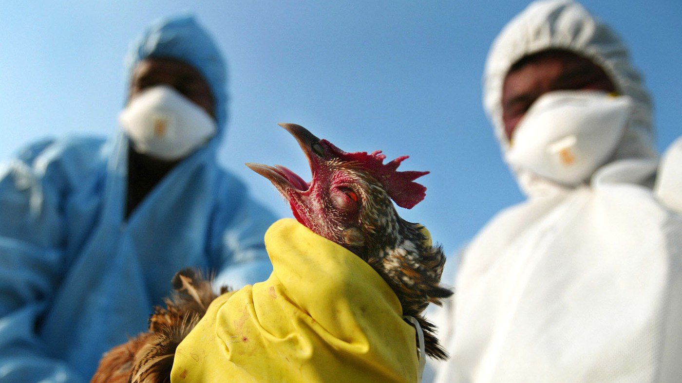 Bird flu outbreak in North West The Citizen
