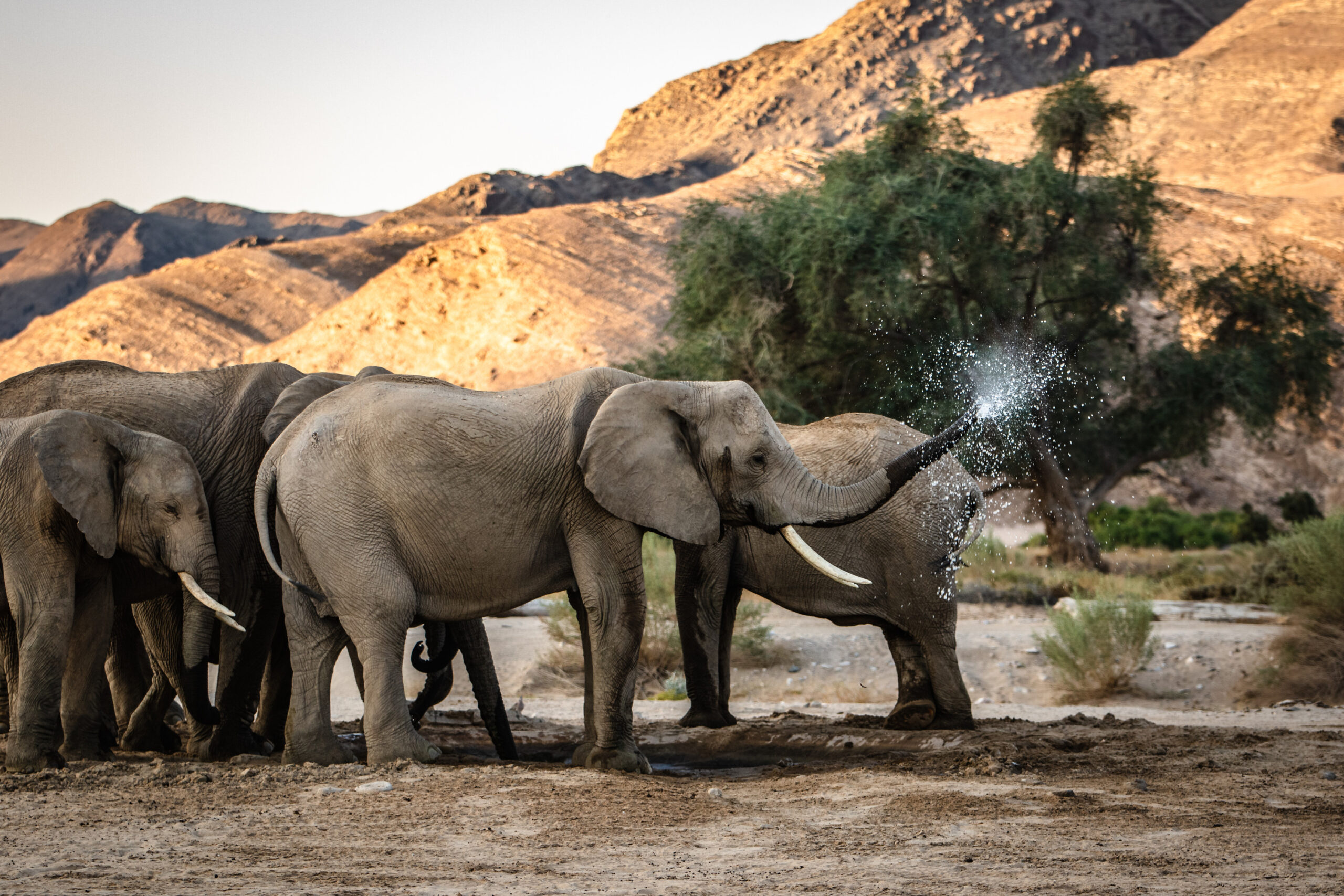 ‘Secrets Of The Elephants’ premieres in SA on Earth Day