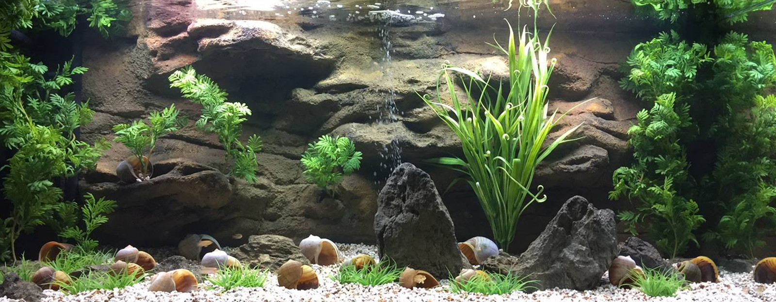 Aquarium Backgrounds