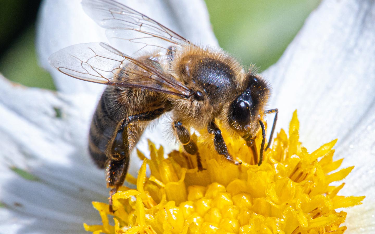 Dancing Bees Media Center
