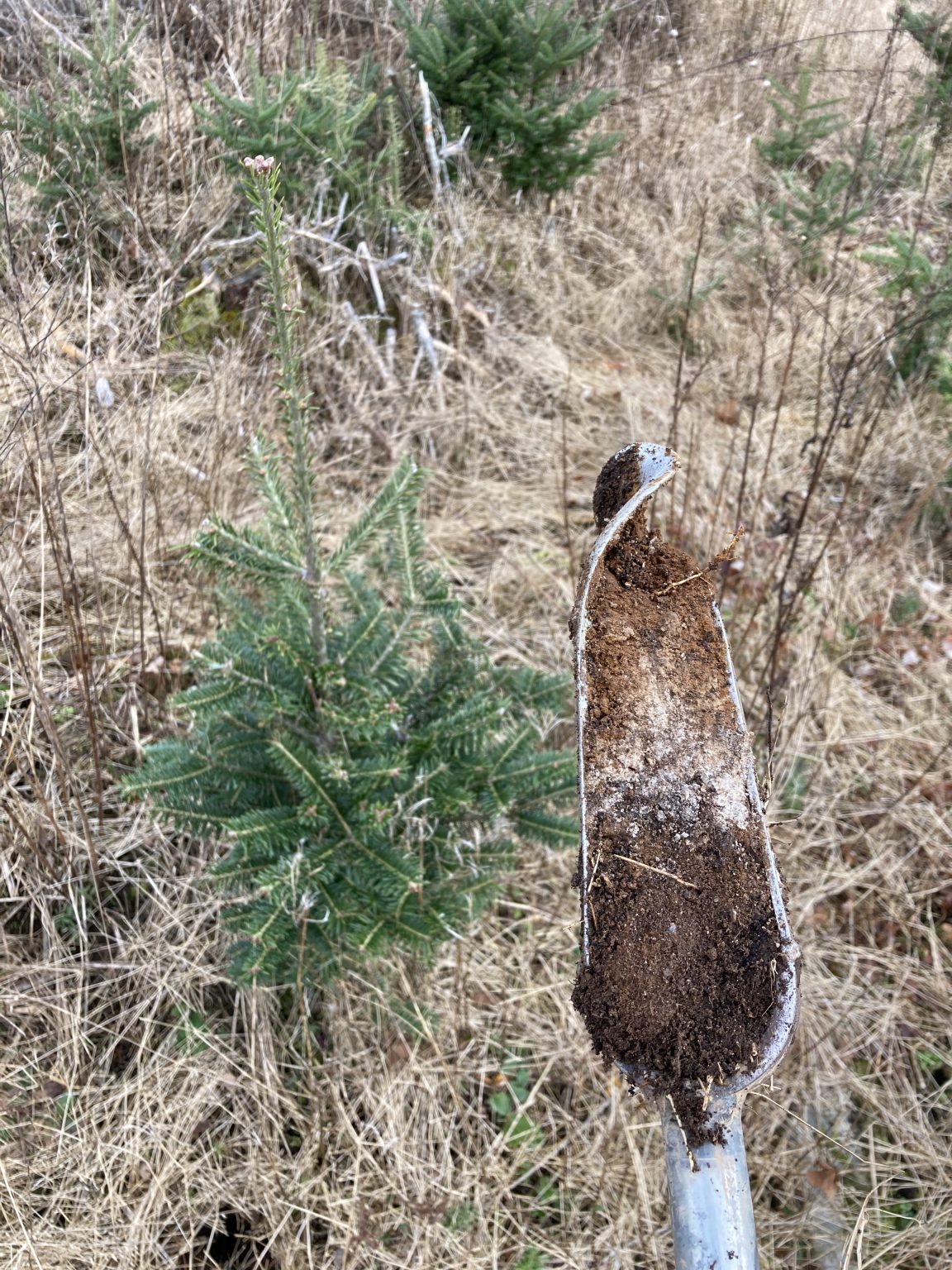 Soil Fertility Goals in Christmas Tree Lots Christmas Tree Council of