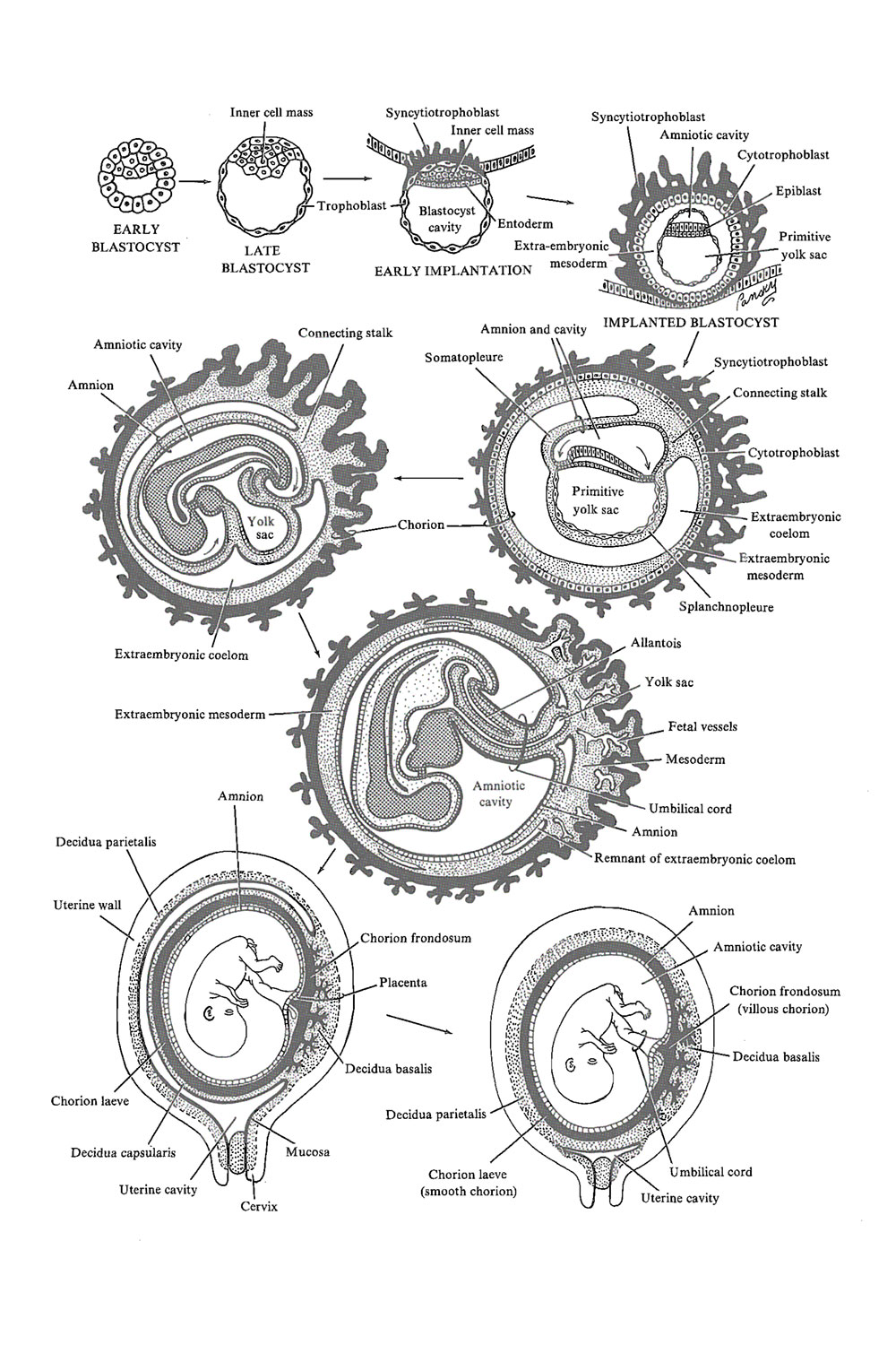 Chapter 33. The Fetal Membranes Review of Medical Embryology Book