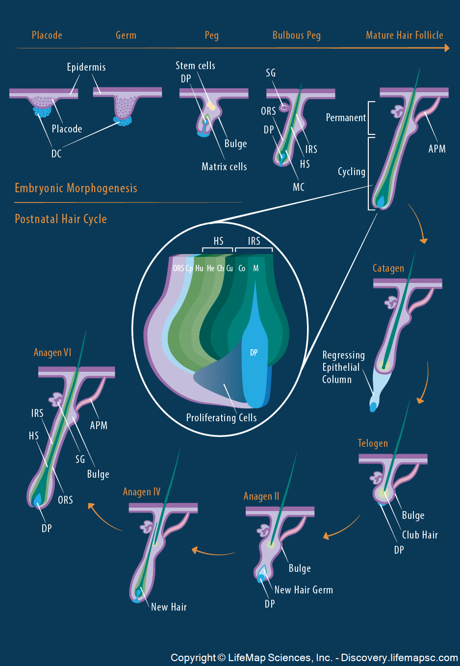 Hair morphogenesis infographic LifeMap Discovery