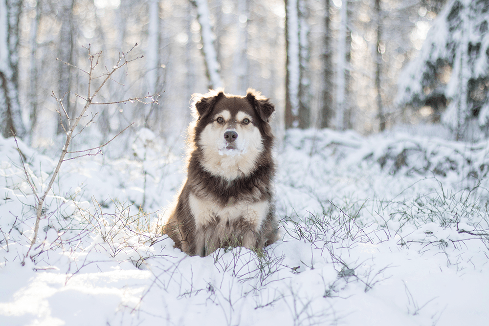 Vår älskade Ronja
