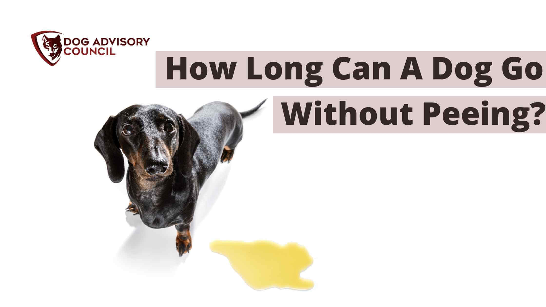 How Long Can Dogs Go Without Peeing At Night