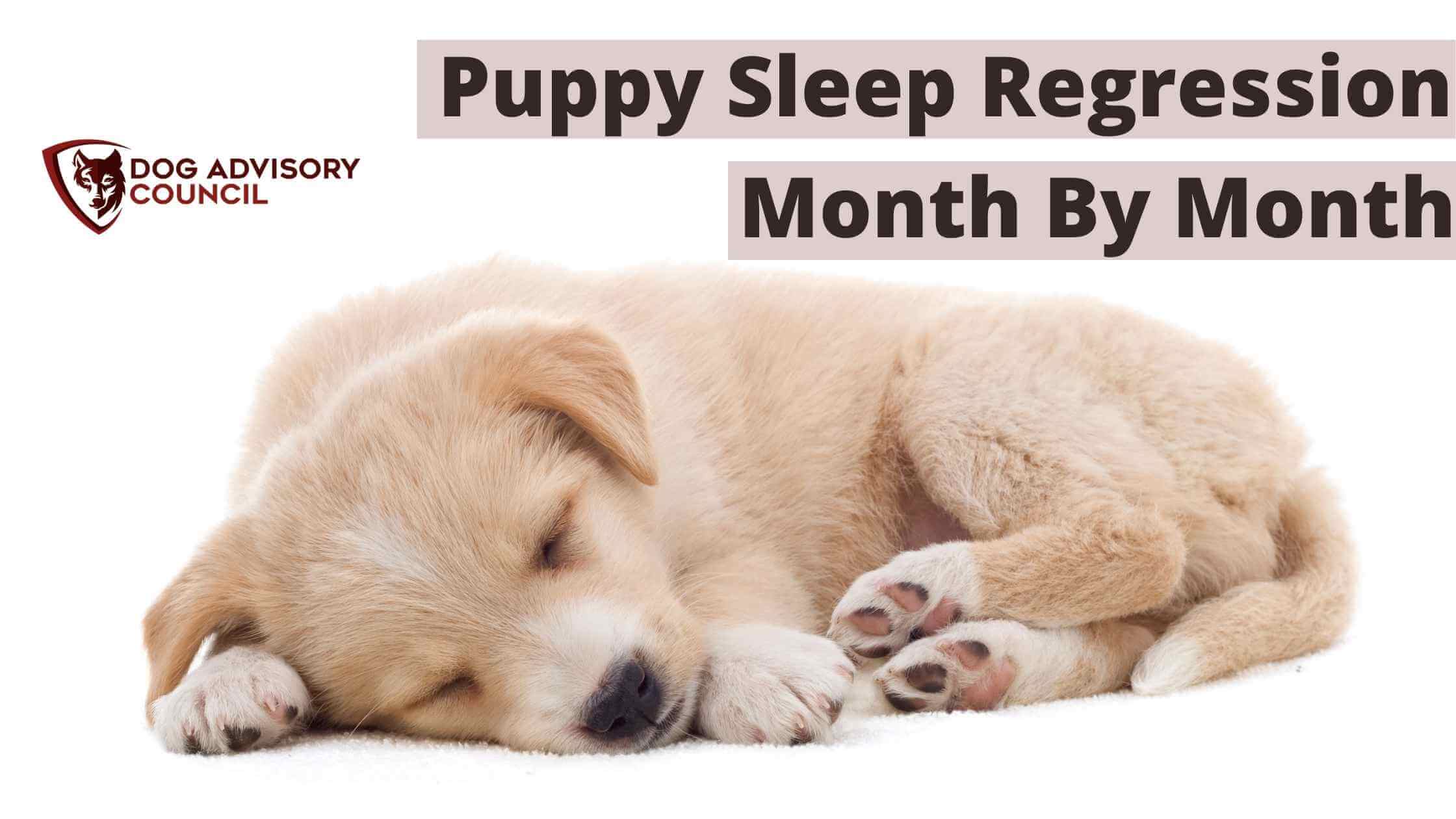 Do Growth Spurts Make Puppies Tired