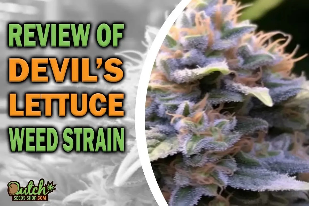 Devil’s Lettuce Marijuana Strain Info and Review DSS