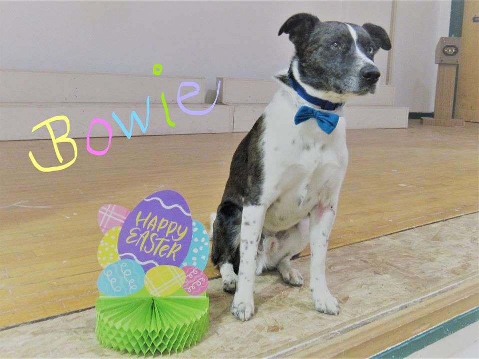 🎥 Tuesdays Around Town St. Joseph Animal Shelter