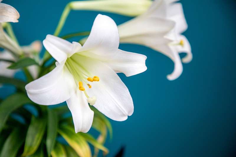 With proper care, Easter lilies can continue to thrive outdoors