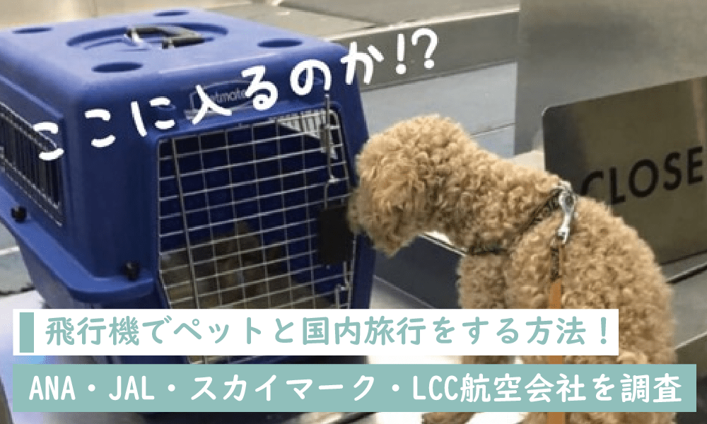 飛行機でペットと国内旅行をする方法！ANA・JAL・スカイマーク・LCC航空会社を調査 equall LIFE