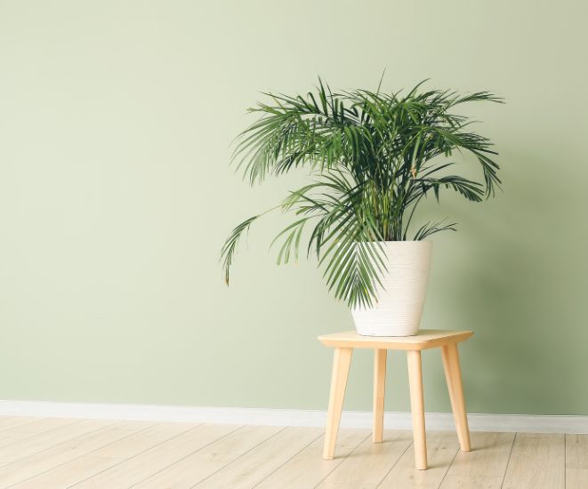 Houseplants For Beginners 10 of the Best For New Plant Parents